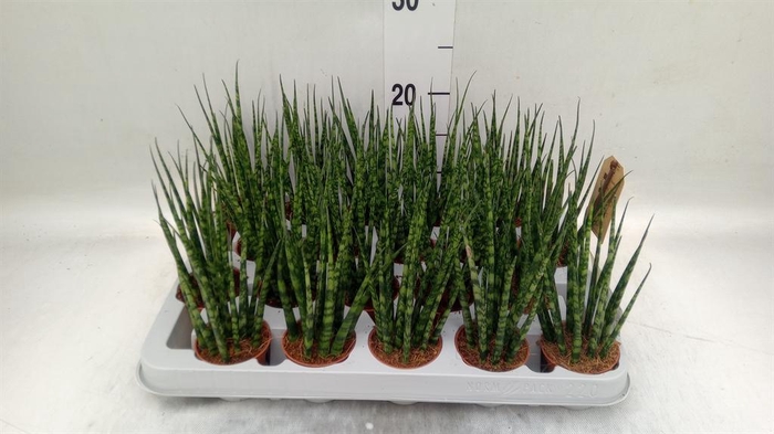 <h4>Sansevieria  'Fernwood'</h4>
