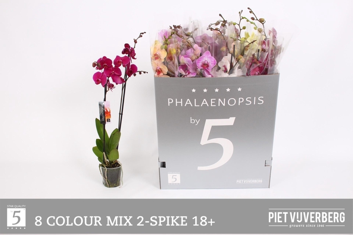 <h4>PHAL GEM 8 KL</h4>