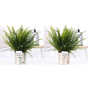 Nephrolepis Green Lady in P&PURE Eline 2 ceramics ass.2