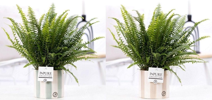 <h4>Nephrolepis Green Lady in P&PURE Eline ceramics ass.2</h4>