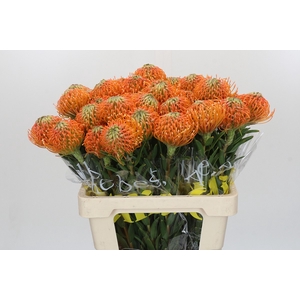 Nutans Ayoba Peach