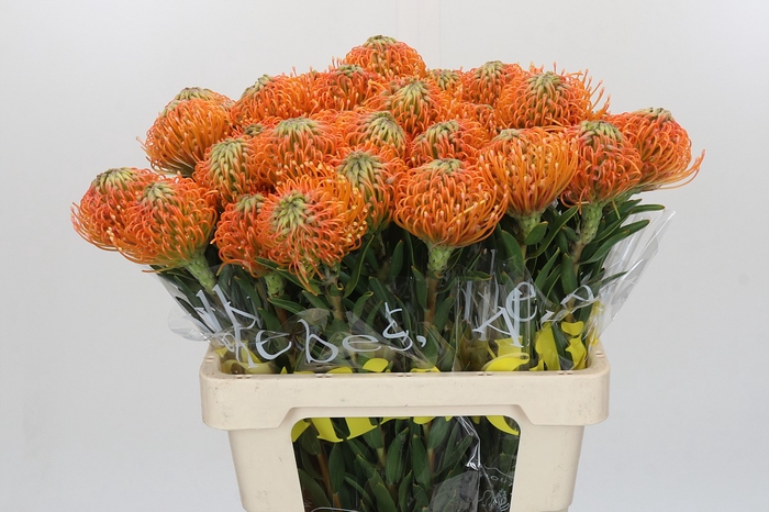 <h4>Nutans Ayoba Peach</h4>
