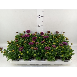 Osteospermum  'FlowPow Dbl Purple'