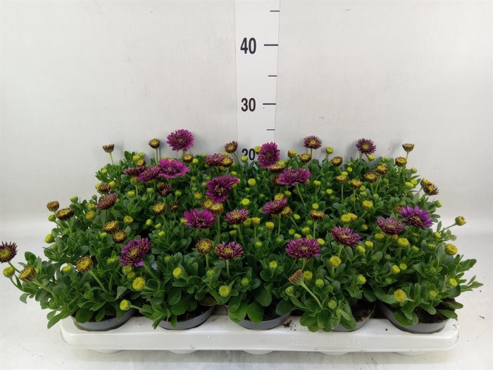 <h4>Osteospermum  'FlowPow Dbl Purple'</h4>