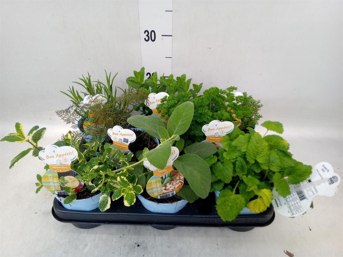 <h4>Tuinkruiden   ...</h4>