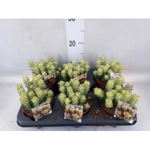 Crassula perforata