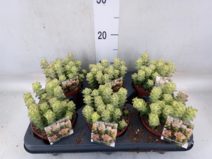 <h4>Crassula perforata</h4>