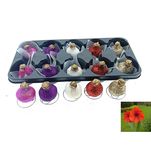 BLOEMBOL HIPPEASTRUM