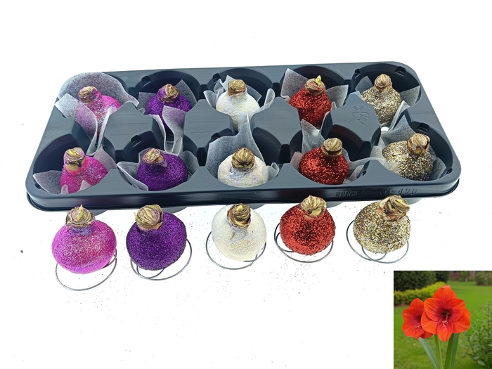 <h4>BLOEMBOL HIPPEASTRUM</h4>