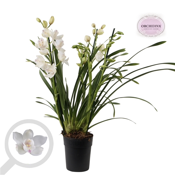 <h4>Cymbidium Snow White 3-4 tak</h4>