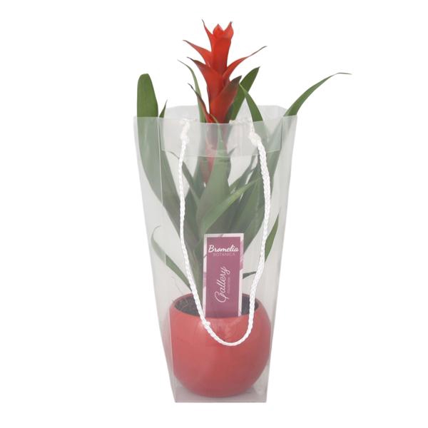 <h4>Guzmania 'Ostara' in rode bolpot in blanco draagtas</h4>