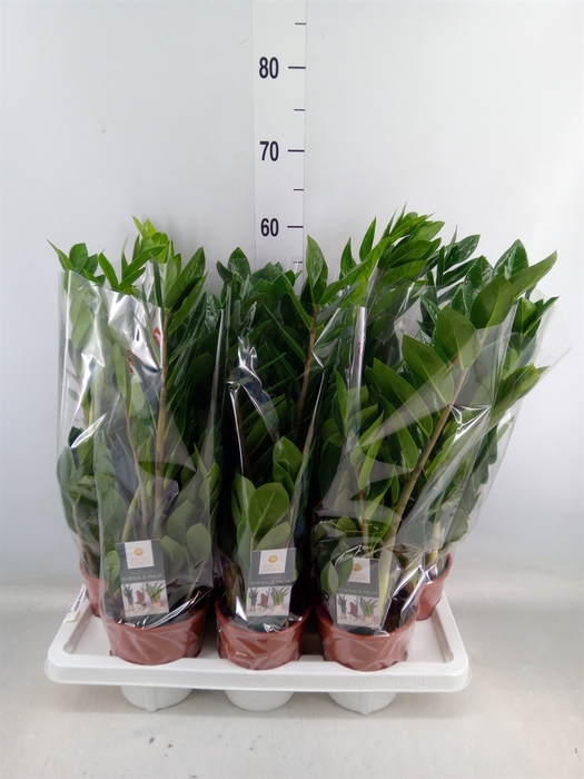 <h4>Zamioculcas zamiifolia</h4>