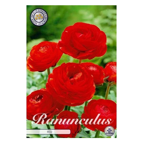 <h4>Ranunculus Asiaticus Red x10 6/7</h4>