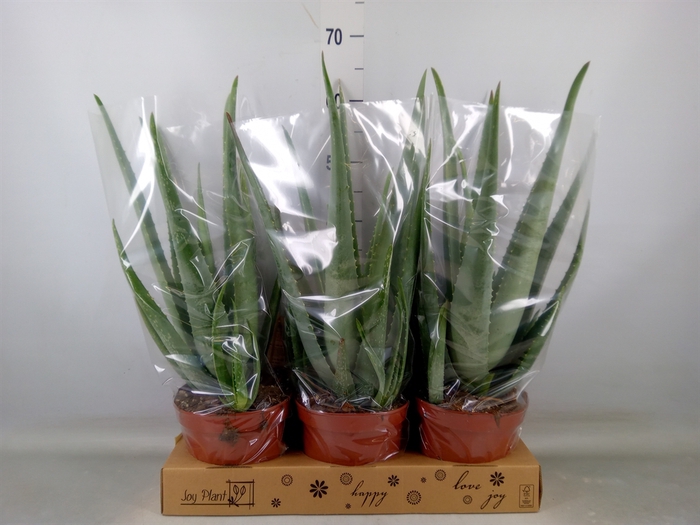 <h4>Aloe vera</h4>