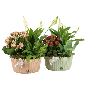 21930: Contradiction arrangement