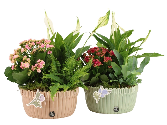 <h4>21930: Contradiction arrangement</h4>