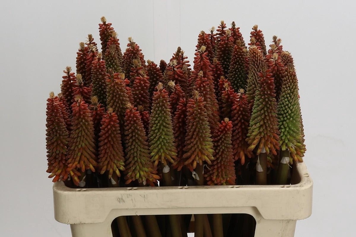 <h4>Kniphofia Alcazar</h4>