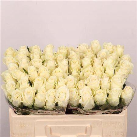 <h4>R Gr Albatros</h4>