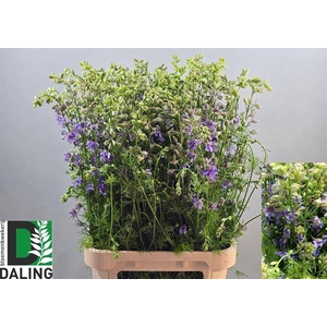Delph Ridderspoor Blue Daling