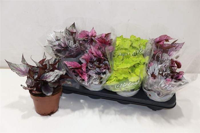 <h4>arr8 Beg Bel Gem</h4>