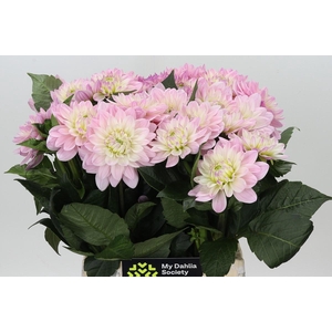 Dahlia Princess Kate