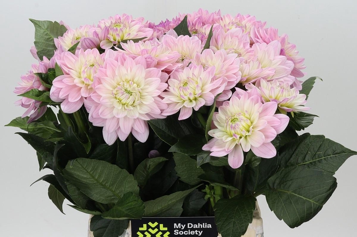 <h4>Dahlia Princess Kate</h4>