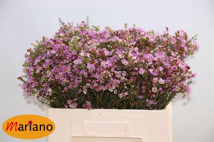 <h4>Chame Adi 25 GR,(IL),(5)</h4>