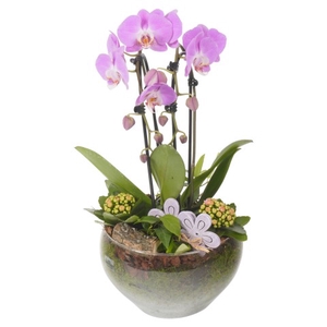 CC232 Arrangementen Phalaenopsis mt H%