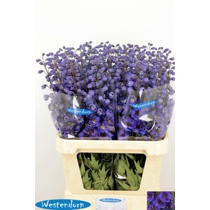 DELPH DU KI FL BLUE