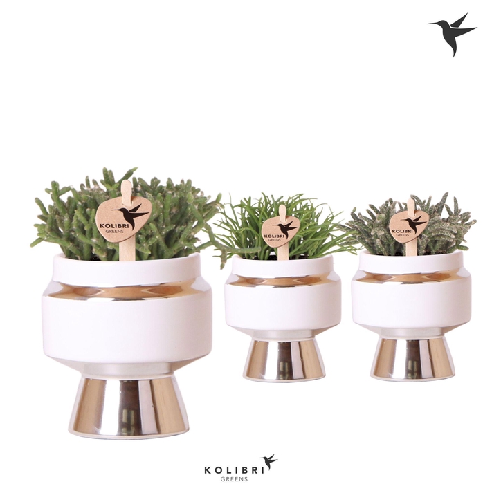 <h4>Kolibri Greens Rhipsalis mix in Le Chic pot silver</h4>