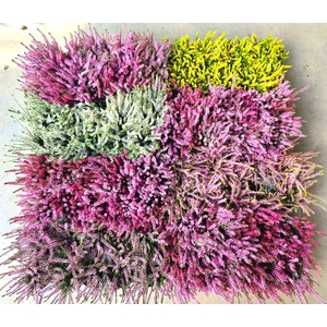 CALLU MIXK 5 KL