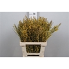 Genista White