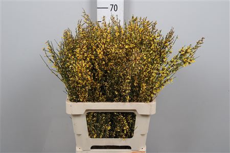 Genista White