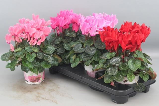 <h4>CYCL GR SUP XL</h4>