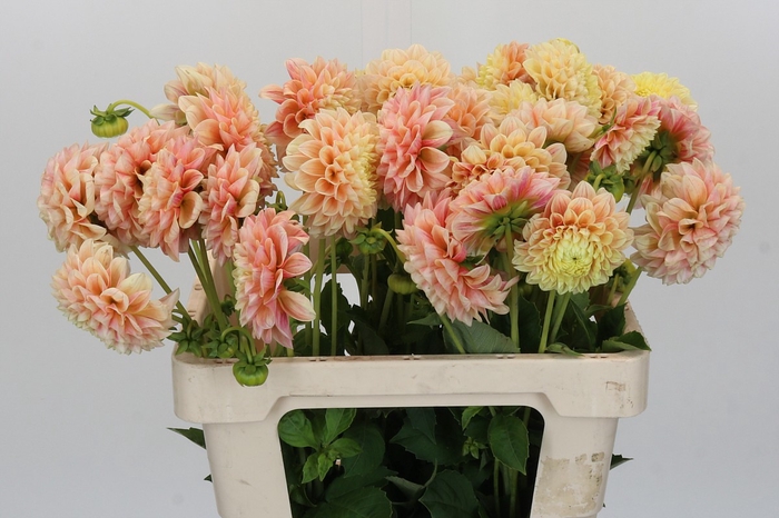 Dahlia Sweet Suzanne
