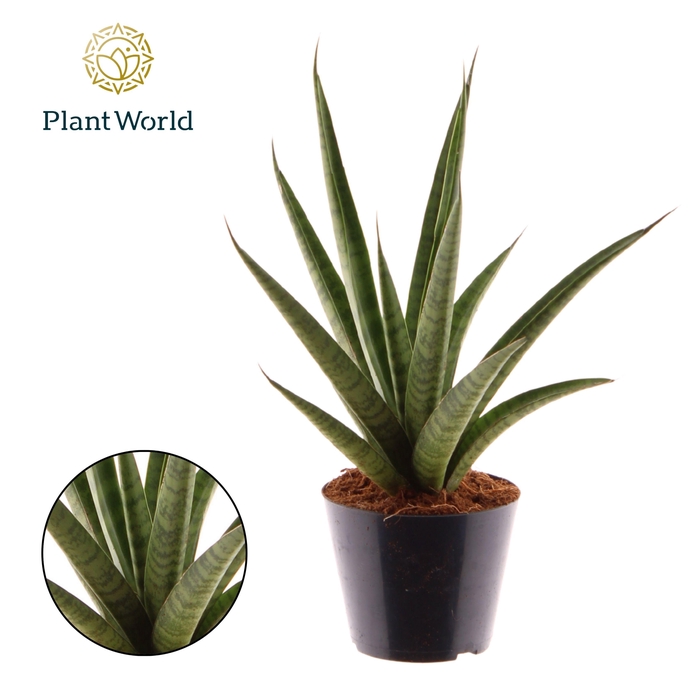 <h4>Sansevieria 'trifciata' Pineapple</h4>