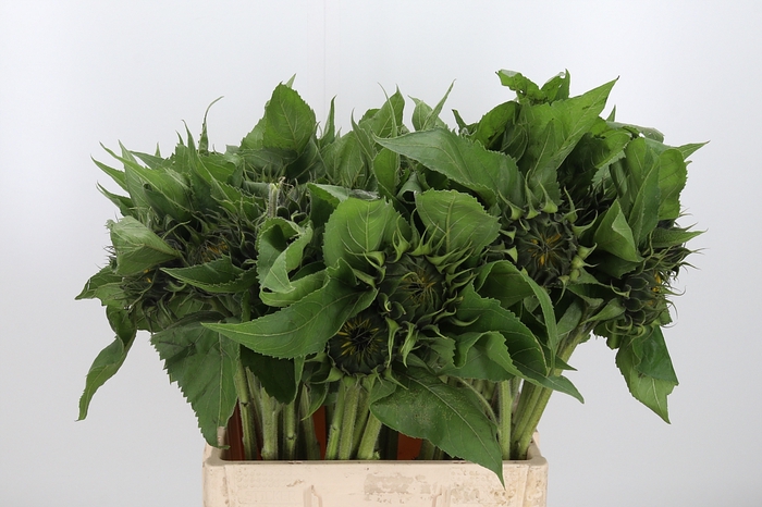 <h4>Helianthus Sunrich Orang</h4>