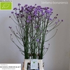 VERBENA XL