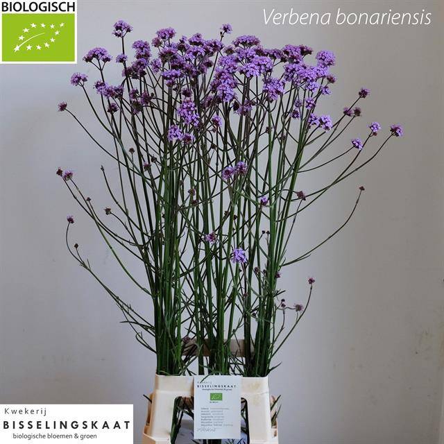 VERBENA XL