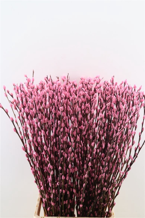 <h4>Salix Wilgenkatjes Light Pink 90cm P Stem</h4>