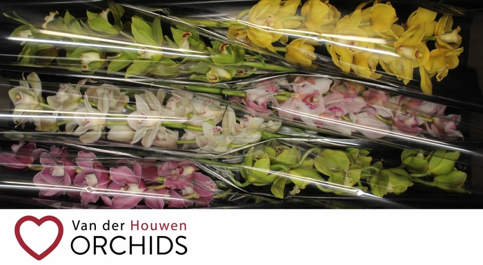 <h4>80 cm gemengd</h4>