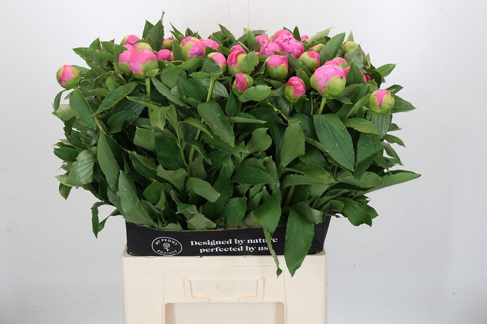 <h4>Paeonia Monsieur Jules Elie</h4>