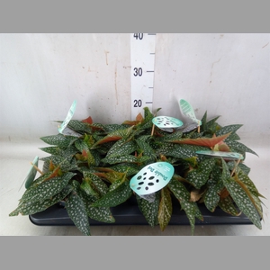 Begonia BD 'Double Dot'