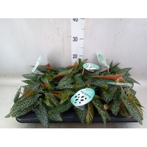 Begonia BD 'Double Dot'