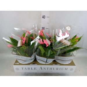 Anthurium andr. 'Lilli'