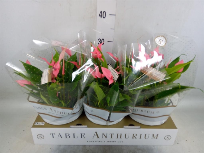 <h4>Anthurium andr. 'Lilli'</h4>