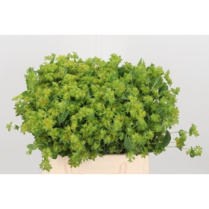 Bupleurum Griffithii