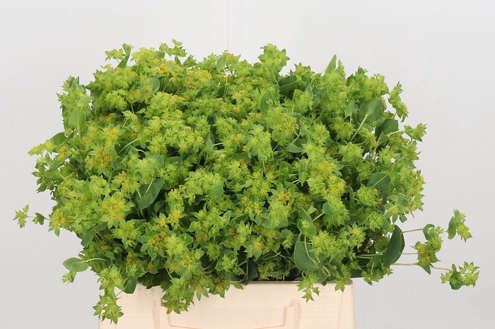 <h4>Bupleurum Griffithii</h4>