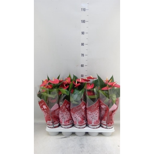 Anthurium andr. 'Esudo'