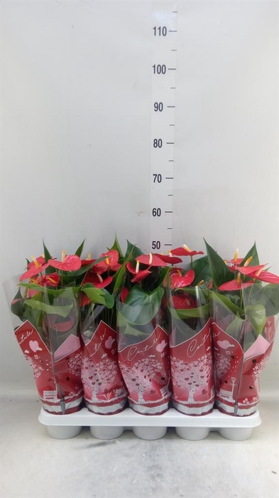 <h4>Anthurium andr. 'Esudo'</h4>